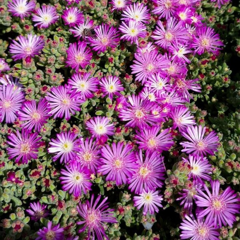 Drosanthemum hispidum Barba di Giove